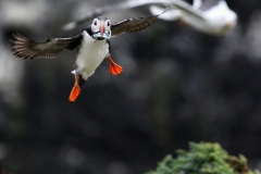 Skomer_Day4_0090