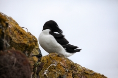 Skomer_Day4_0107