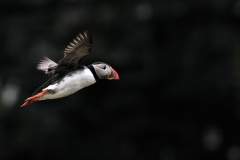 Skomer_Day4_0003