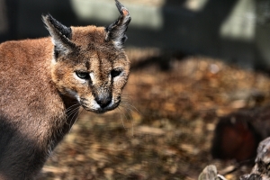 2011-07-31_-_Cat_Survival_Trust_5