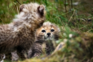 2011-08-21_-_Chester_Zoo_Cheetah_Cubs