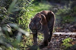 2011-11-30_-_Chester_Zoo_Tigers