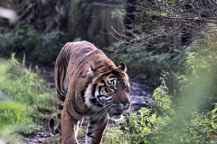 ChesterZooTigers_0077