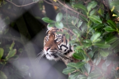 ChesterZooTigers_0106