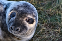 DonnaNook2011_0754