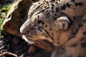 2012-01-02_-_Twycross_Zoo_2