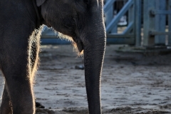 Twycross2_0191
