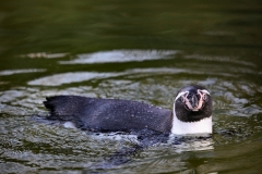 Twycross2_0486