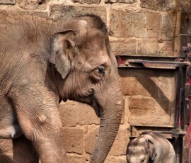 ChesterZoo13_0074