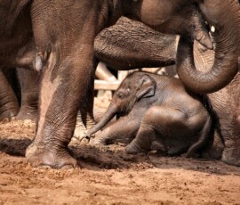 ChesterZoo13_0396