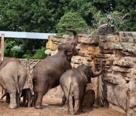 ChesterZoo13_0537