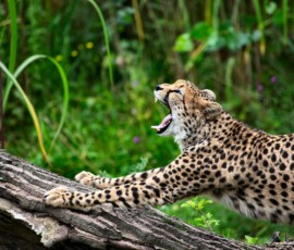 ChesterZoo13_1047