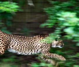 ChesterZoo13_1069