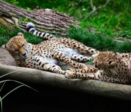 ChesterZoo13_1163