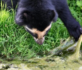 ChesterZoo13_1247