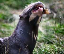ChesterZoo13_1719