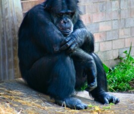 ChesterZoo3_607