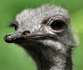 ChesterZoo9_0392