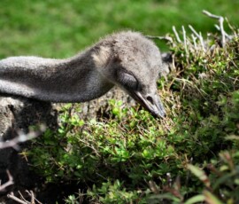 ChesterZoo9_0421