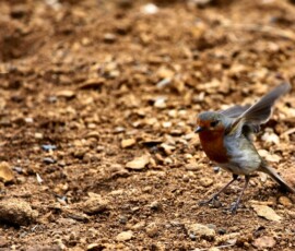 ChesterZoo9_0708
