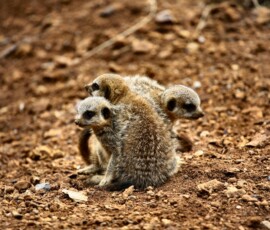ChesterZoo9_0744