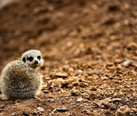 ChesterZoo9_0832
