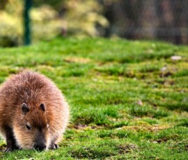 ChesterZoo9_1286