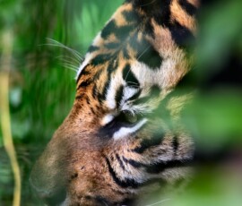 ChesterZoo9_1772