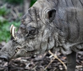 ChesterZoo9_2021