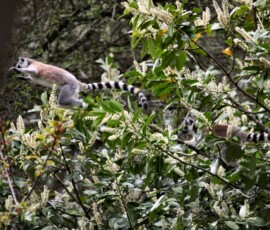 ChesterZoo9_2094