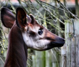ChesterZoo9_2555
