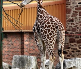 Chester_Zoo6_0058