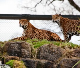 Chester_Zoo6_0342