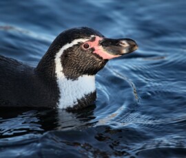 Chester_Zoo_4_0287