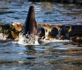 Chester_Zoo_4_0345