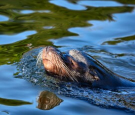 Chester_Zoo_4_0375