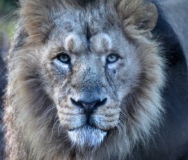 Chester_Zoo_4_0686