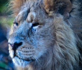 Chester_Zoo_4_0695