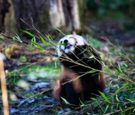 Chester_Zoo_4_1088