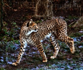 Chester_Zoo_4_1211