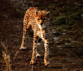 Chester_Zoo_4_1245