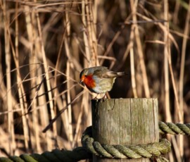 Chester_Zoo_4_1733