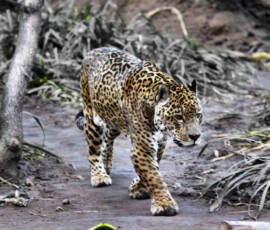 Chester_Zoo_5_0274