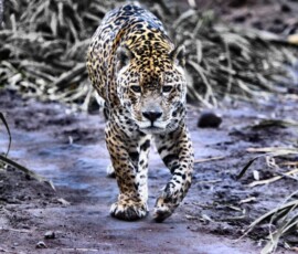 Chester_Zoo_5_0311