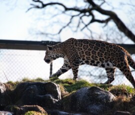 Chester_Zoo_5_0470
