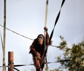 Chester_Zoo_5_0656