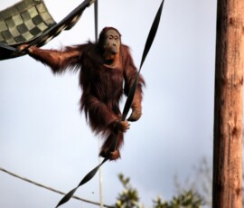 Chester_Zoo_5_0680