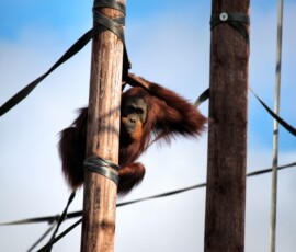 Chester_Zoo_5_0716