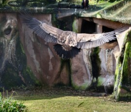 Chester_Zoo_5_1099