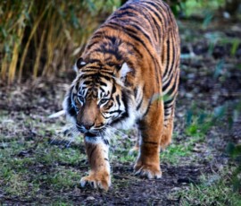 Chester_Zoo_5_1480